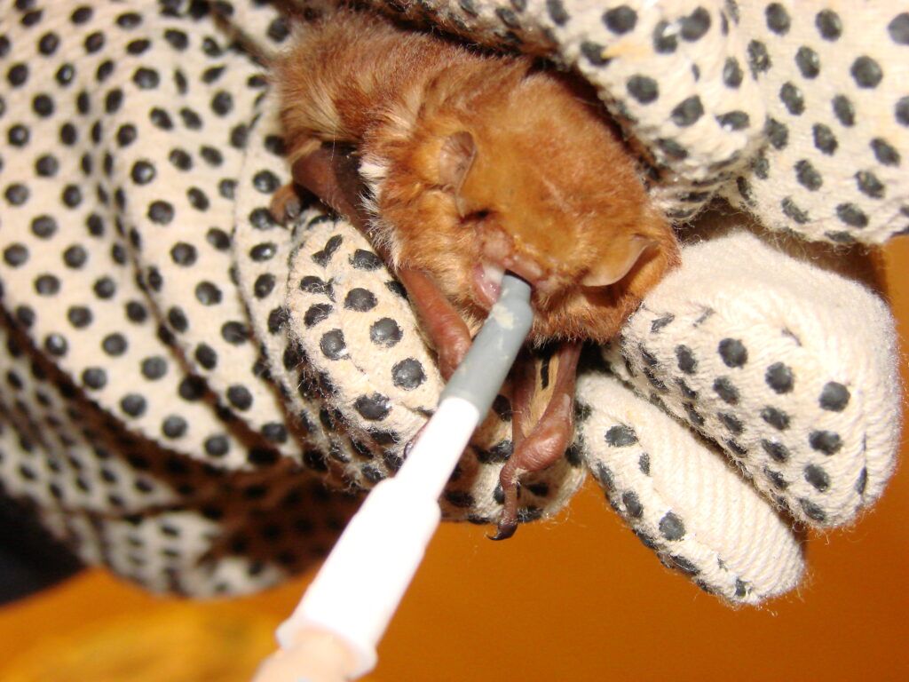 red bat rescue NJ