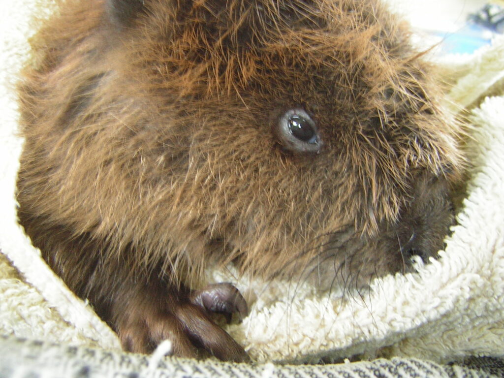 beaver rescue