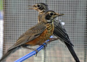 NJ robin rescue