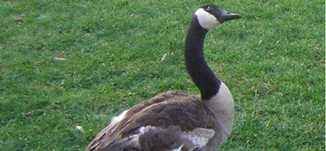 rescuing an injured goose