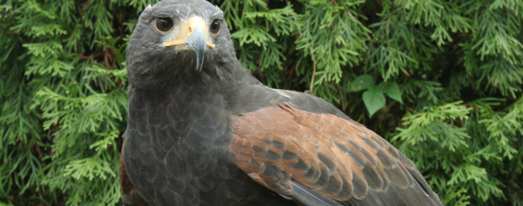 Cheyenne, North America’s oldest known captive Harris’s Hawk