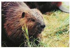 NJ beaver rehab