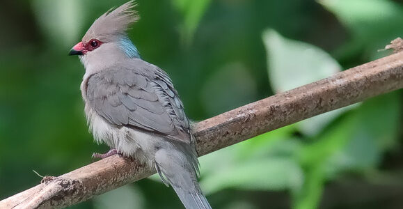 The Benefit of Counting Birds