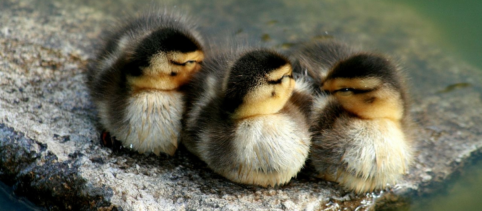 orphaned ducklings