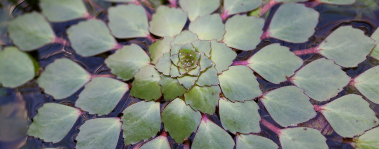 Protecting your Pond from Wildlife (while keeping them safe)!