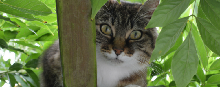 Domestic Cats Causing Danger to Themselves and Environment