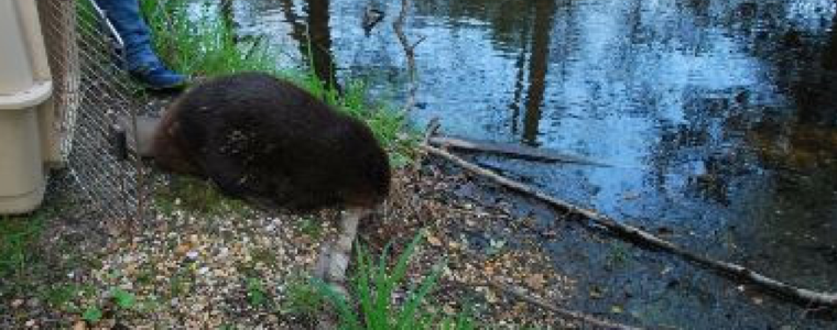 A Beaver Story