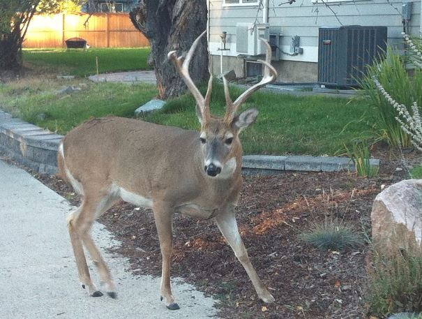 wildlife rescue deer