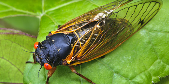 Brood X: The Cicadas are Back!