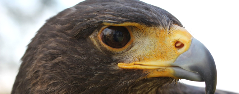 Cheyenne—the oldest known Harris’s hawk in the world!